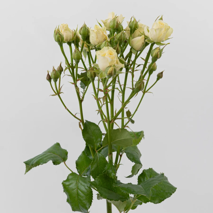 Ванила Букет (Vanilla Bouquet)